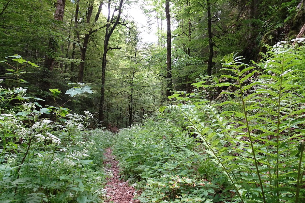 Wald im Klimawandel
