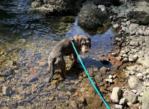Nach anfänglicher Skepsis fand es Frieda super, ihre Füsse im Fluss zu kühlen.
