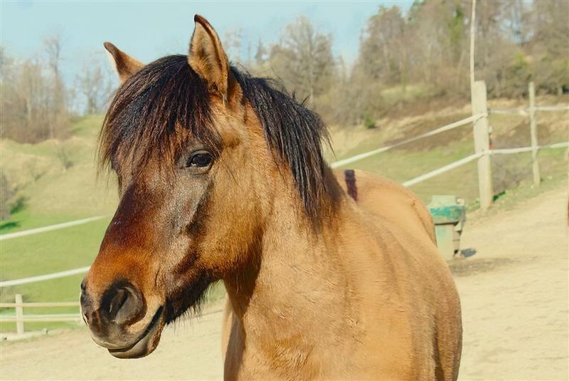 Huzulenpferde sind wild und liebenswürdig
