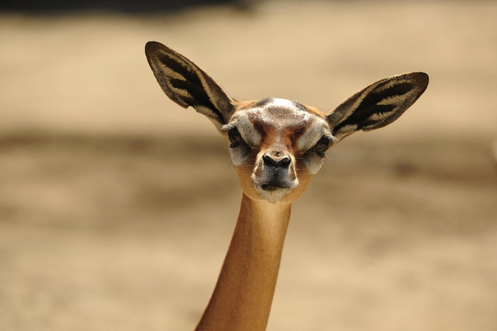 Erkennen Sie diese kuriosen Tiere?