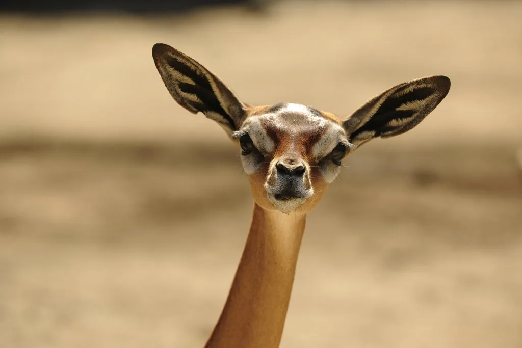 shutterstock_70223743 Erkennen Sie diese kuriosen Tiere?