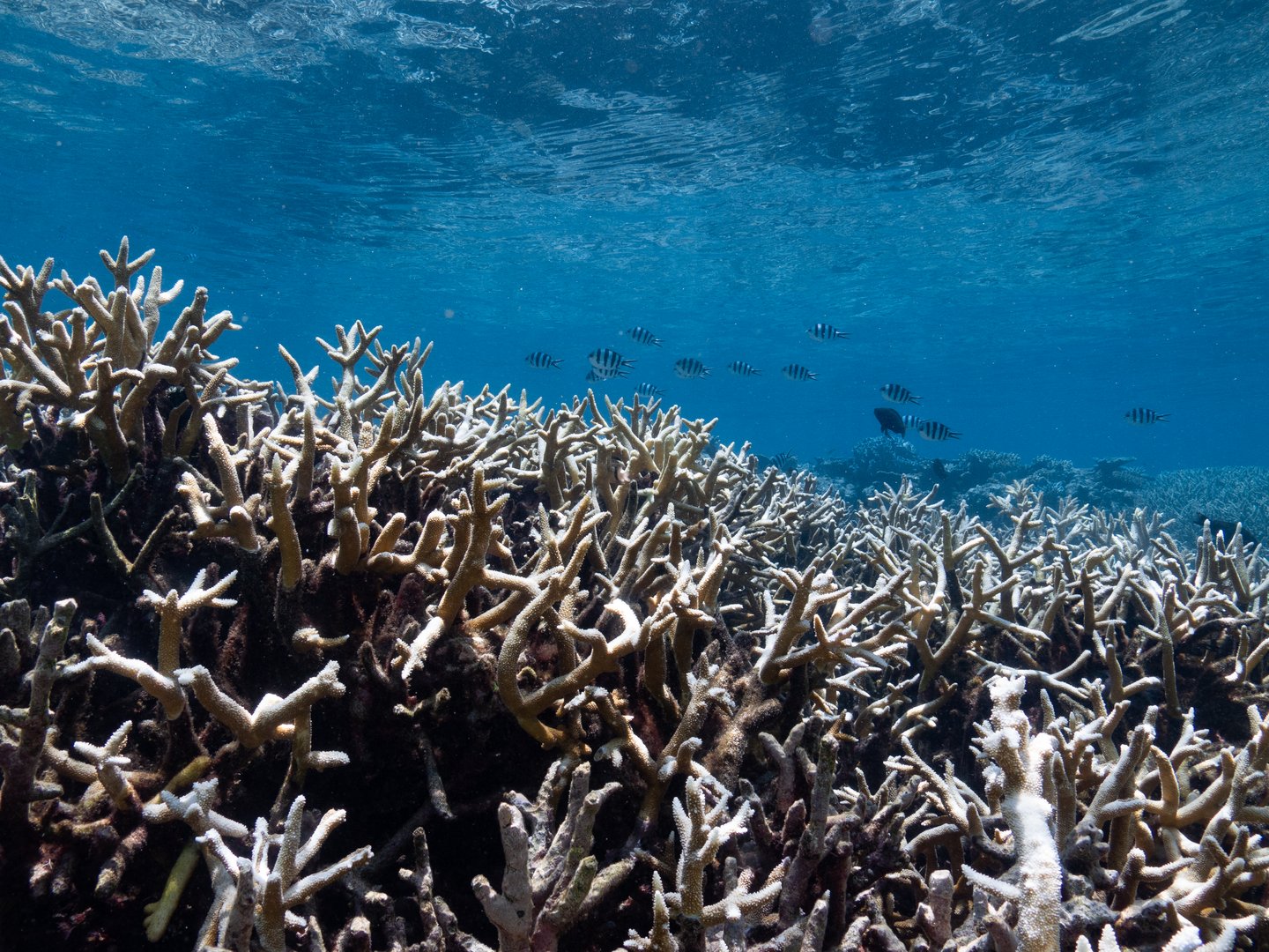 Rekord-Korallenbleiche bedroht Great Barrier Reef