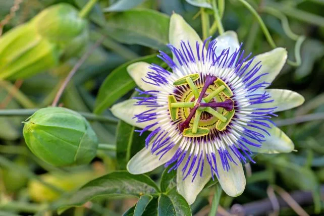 3ea69aa39afe03c8e5be05e4854ece37506c5356 Passionsblume