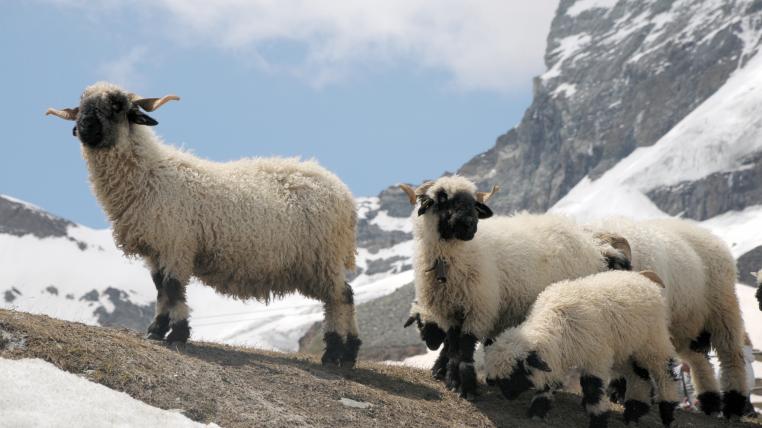 Schafe im Schnee