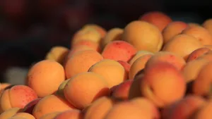 Schön rote Bäckchen sollte die perfekt gereifte Aprikose haben.