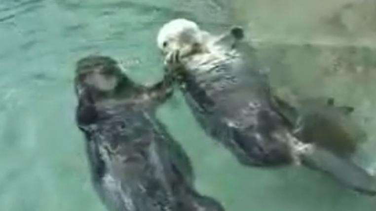 otter.jpg