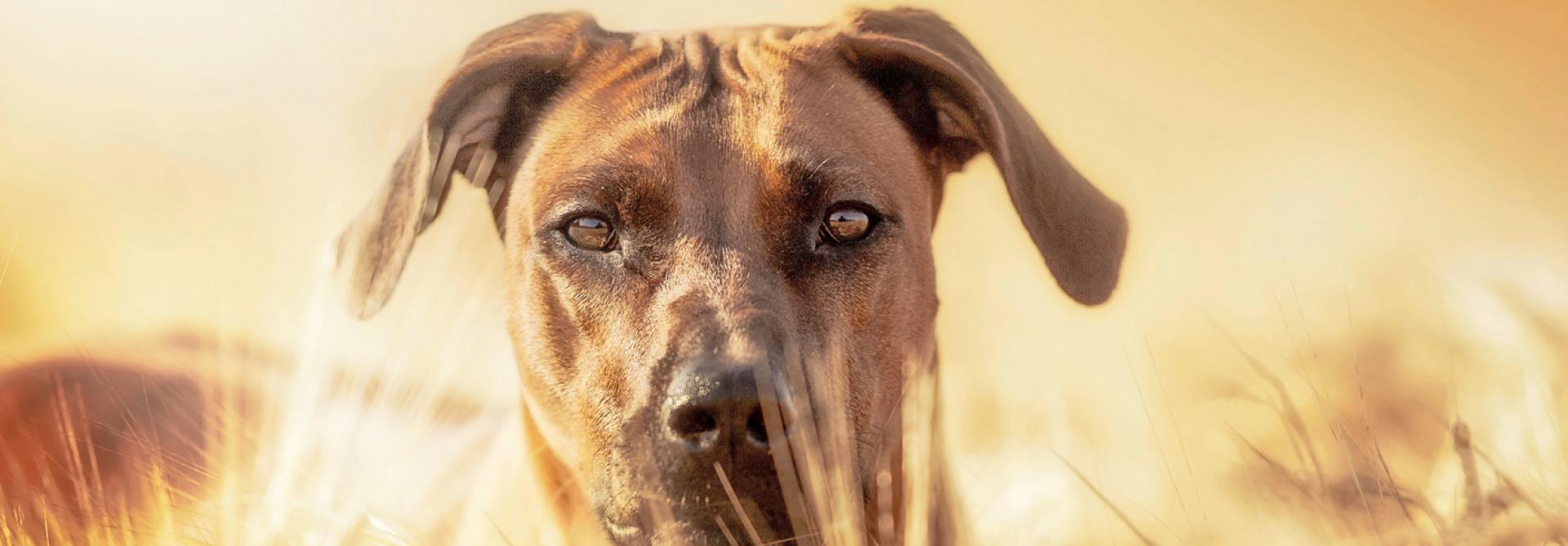 Hund im Getreidefeld