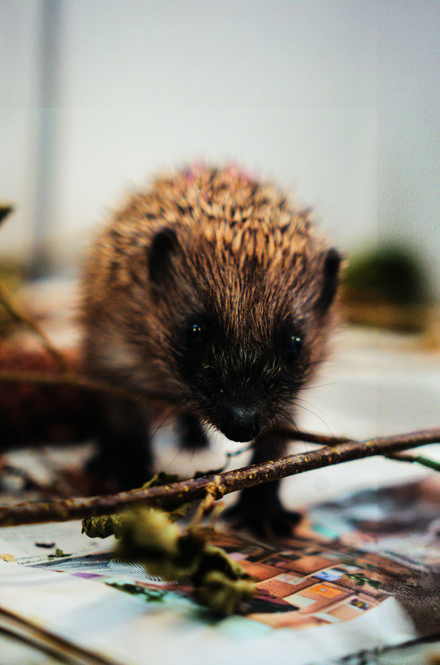 Der junge Igel wurde gegen Parasiten behandelt und kommt wieder zu Kräften in seiner Box.