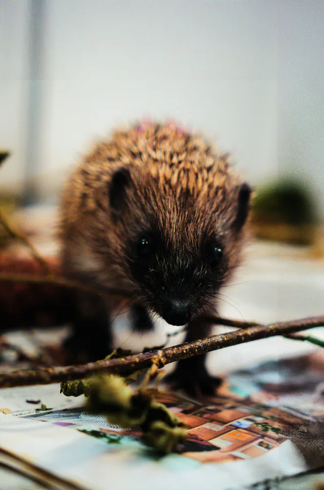 2aa46f06d387234c78d4b6d9f194527edc042b6cf90a29c815c5c5b95d22d4ba Der junge Igel wurde gegen Parasiten behandelt und kommt wieder zu Kräften in seiner Box.