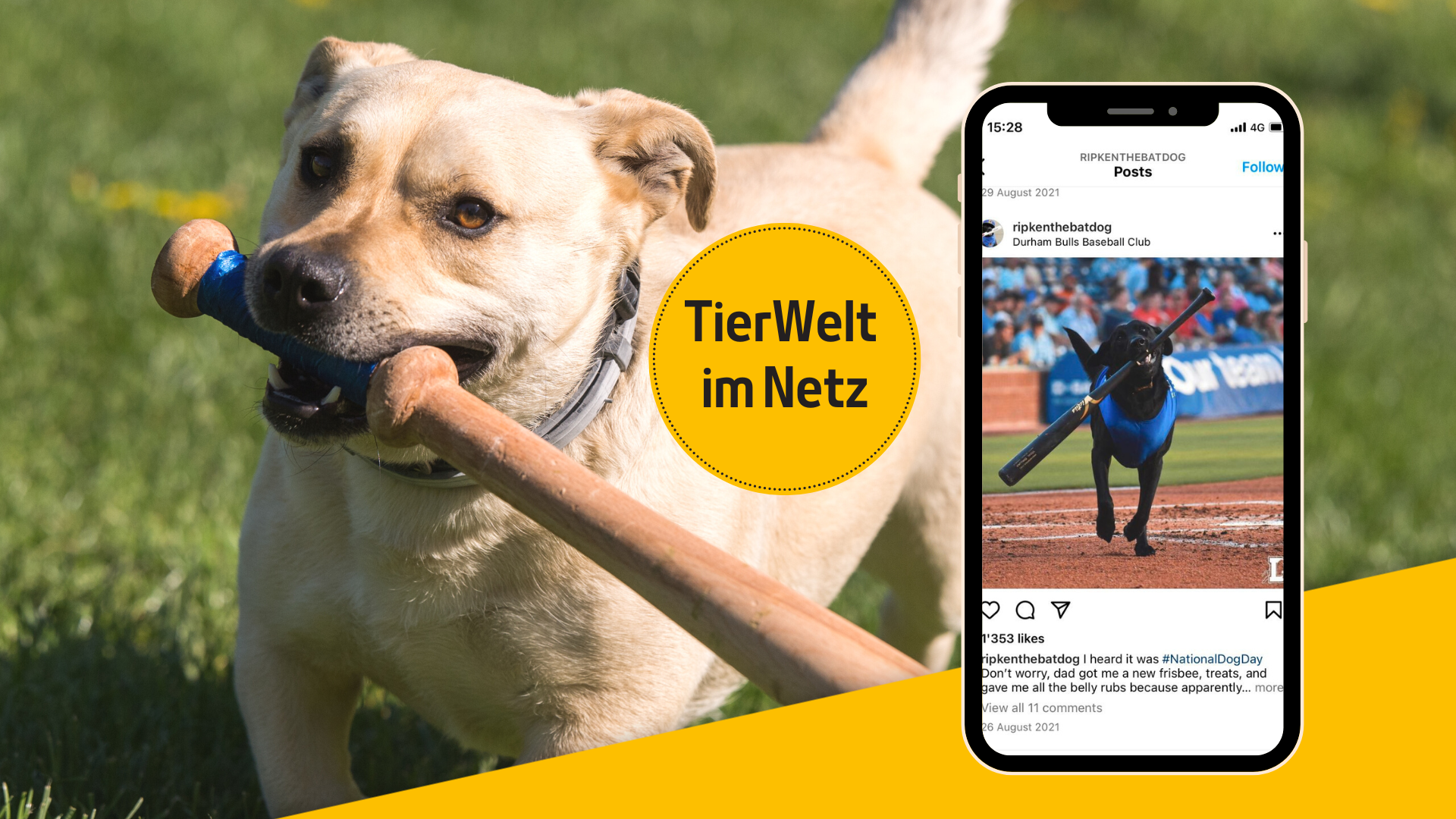 Ein Hund auf der Jagd nach Baseballschlägern