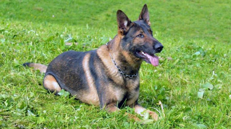 polizei-hund-capo-luzern.jpg