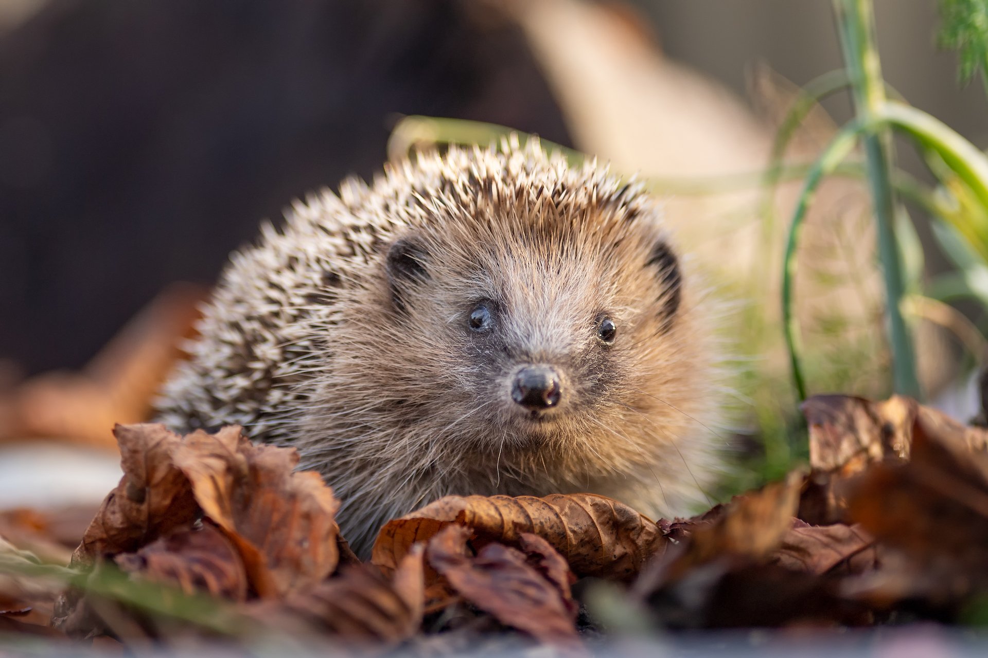 Die Igel erwachen im Frühling