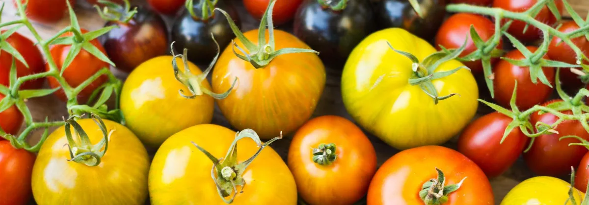 535ac584946367e71131feb892c60f8e5d013bee Bunte Tomaten