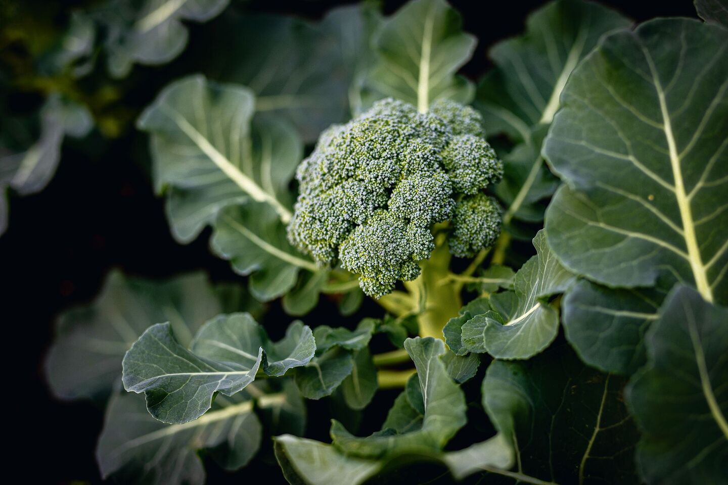 Broccoli stammt vom Wildkohl ab und wurde während der Kreuzzüge als Samen aus Kleinasien nach Europa gebracht.