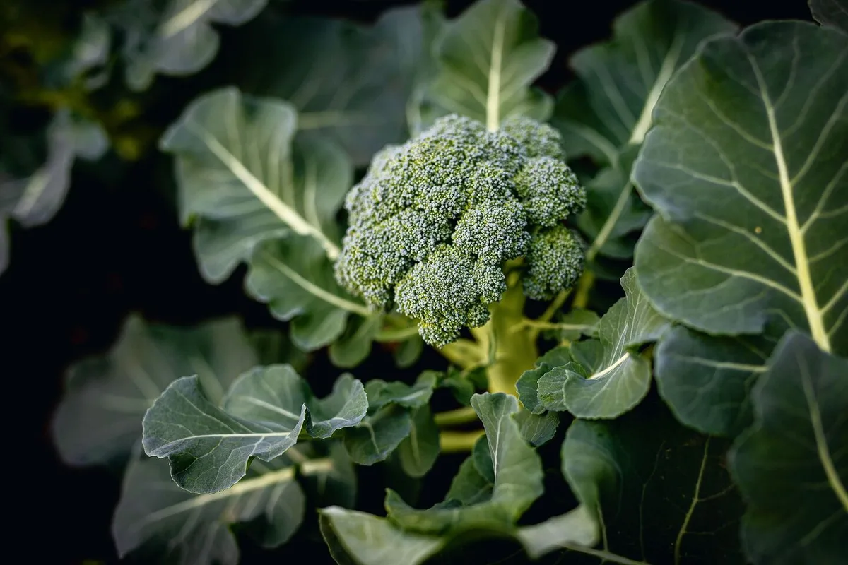ac2e57a2a6d037599c56491354c176aed49a2c2be6423257459d1c78dc0a01f2 Broccoli stammt vom Wildkohl ab und wurde während der Kreuzzüge als Samen aus Kleinasien nach Europa gebracht.