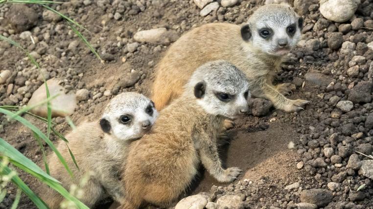 Nachwuchs bei den Erdmännchen im Tierpark Schönbrunn