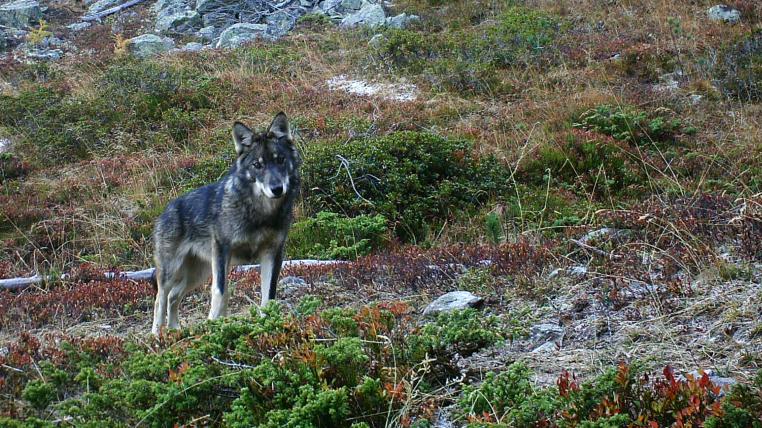 Junger Wolf im Wallis