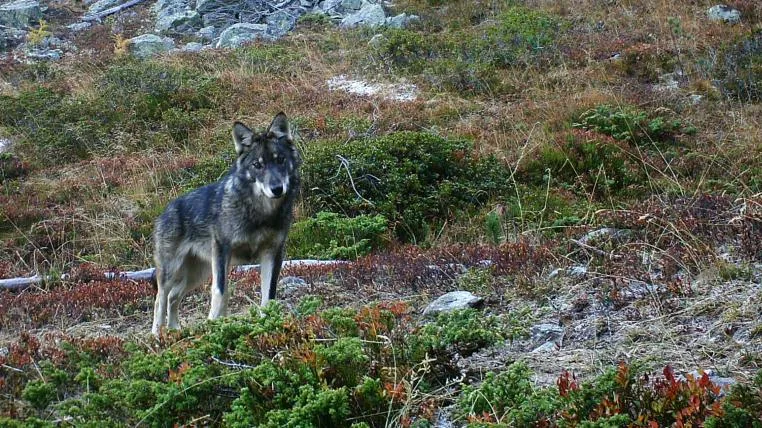 d7c92f503222109aef4d6648c6e95db4b4319c08 Junger Wolf im Wallis