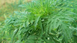 Ambrosia ist unerwünscht, da die Pollen hochallergen sind.
