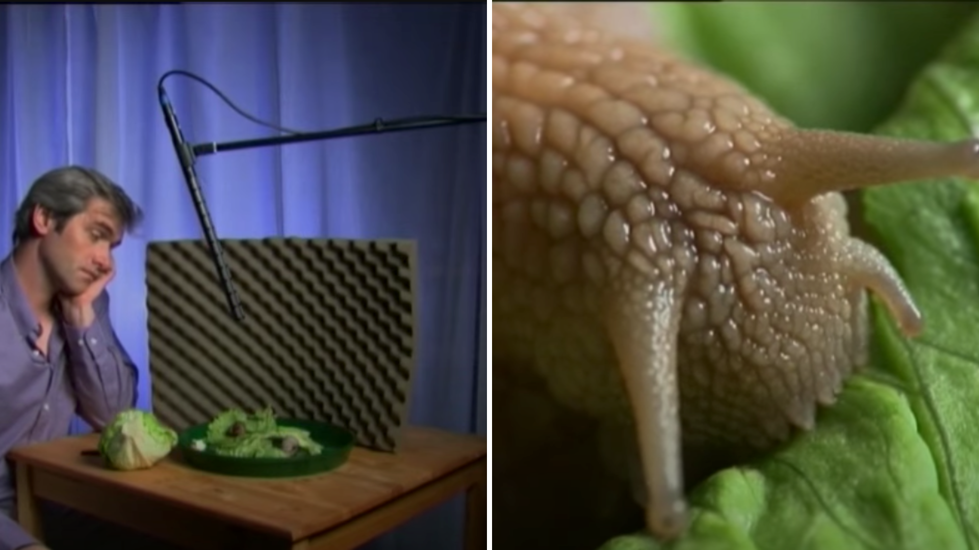 «Schmatzen Schnecken?»