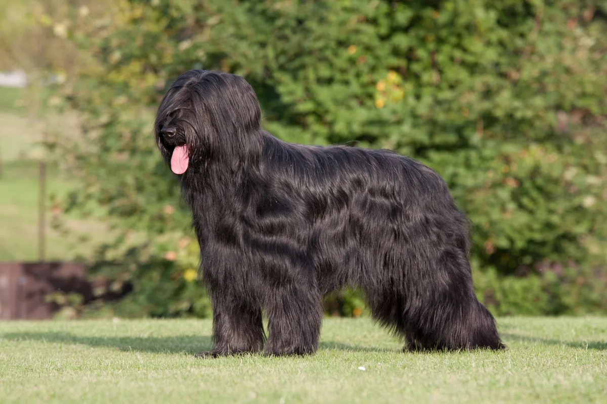 shutterstock_119453506 Briard: Intelligenter Hütehund mit Herz, Charakter und imposantem Fell