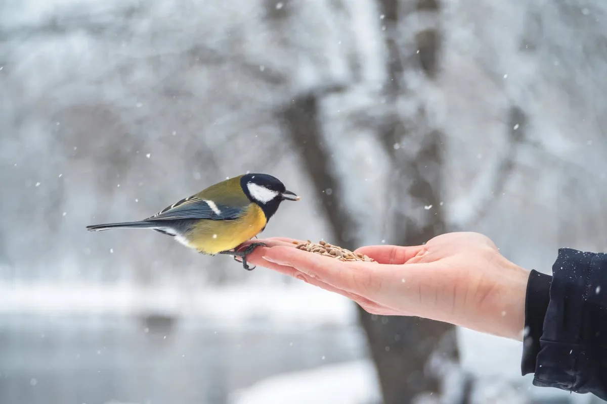 shutterstock_2283207501 Wildtiere füttern richtig erklärt: Regeln, Tipps und Risiken