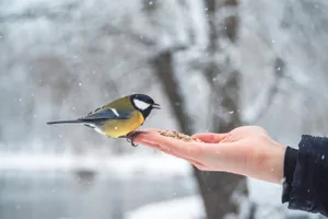 Wildtiere im Winter füttern zu wollen mag gut gemeint sein, richtet aber oft mehr Schaden als Nutzen an.