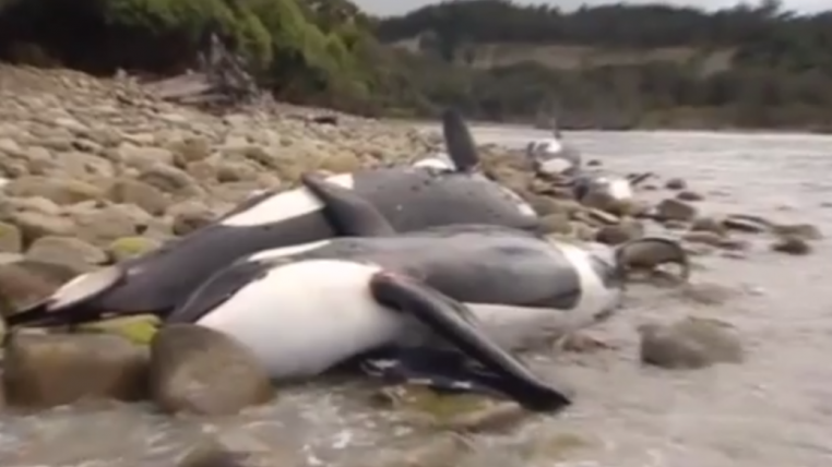 orca.png