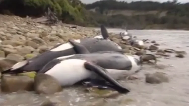 dab5d87689cadedf2ba7886756bd00629659ac35 orca.png