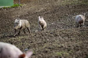 Doch irgendwann sind auch die Vertreter der «Tierwelt» fertig beobachtet – und los gehts wieder: