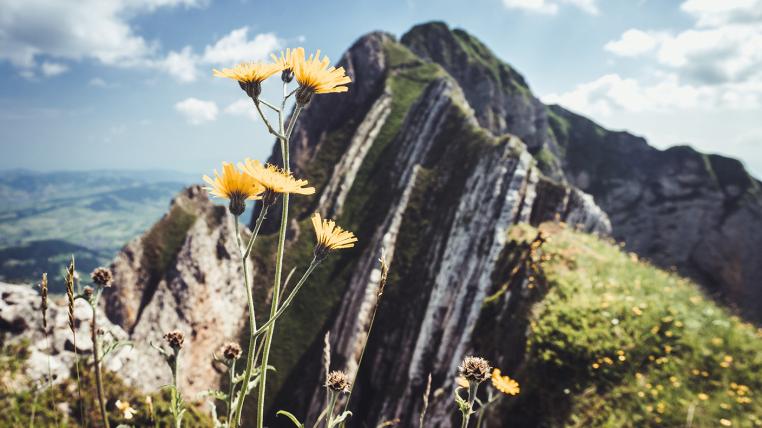 Alpstein Sommer Blume