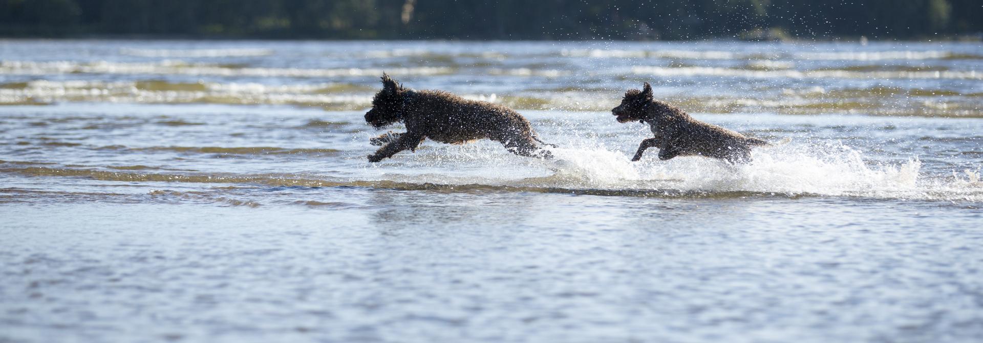 Lagotto romagnolos im Wasser