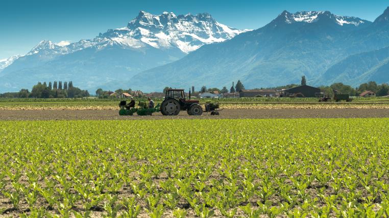 Traktor auf Gemüsefeld in Villeneuve VD