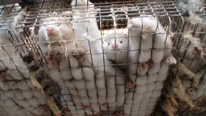 Wenn Tiere auf engstem Raum zusammengepfercht werden, entsteht die ideale Brutstätte für gefährliche Viren.