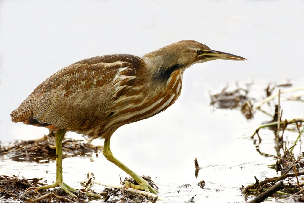 shutterstock_66897088 Die seltsamsten Vogelstimmen