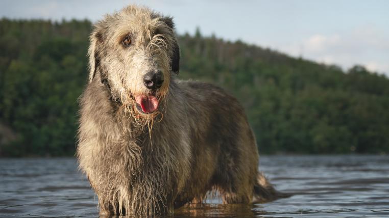 Hund im Hochwasser