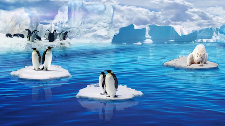 Pinguine1.jpg