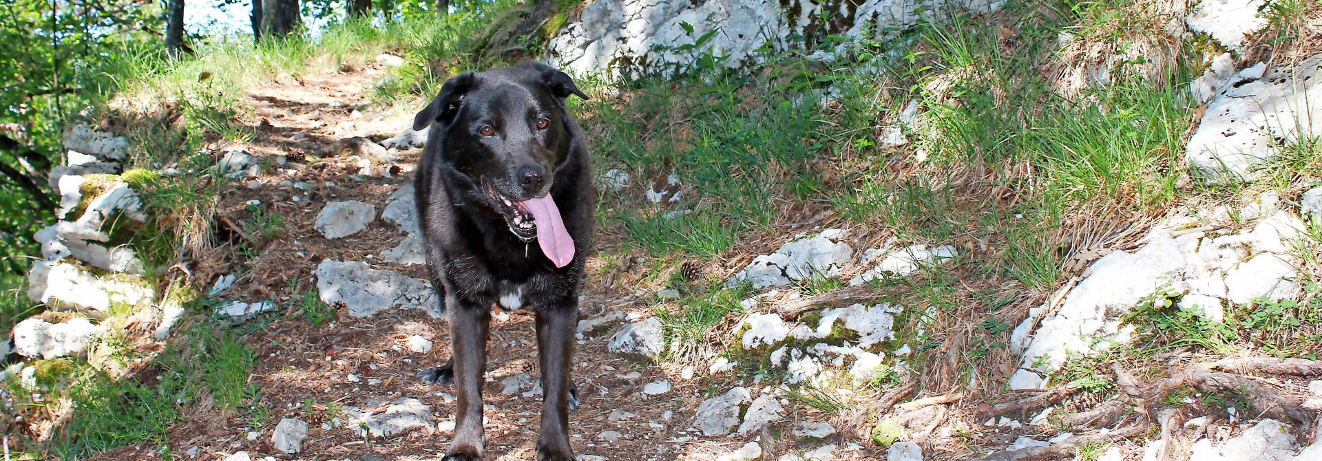 Hündin Xavi beim Wandern