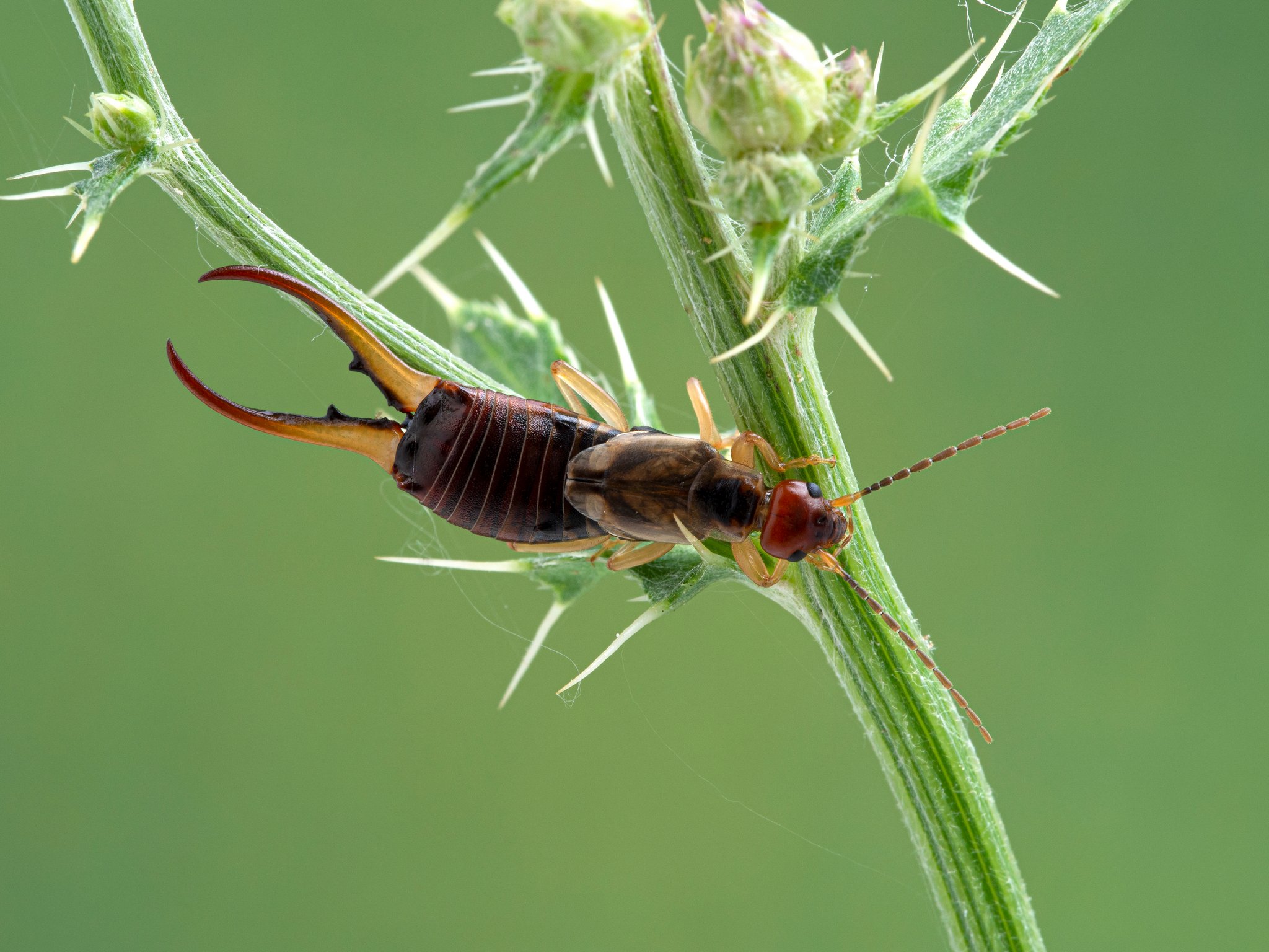 ein Ohrwurm ist auf einem Stengel unterwegs