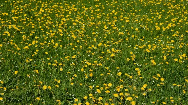 017e5d65bf750458dbfe783dfb9c21532c2c9b10 Trockenwiese