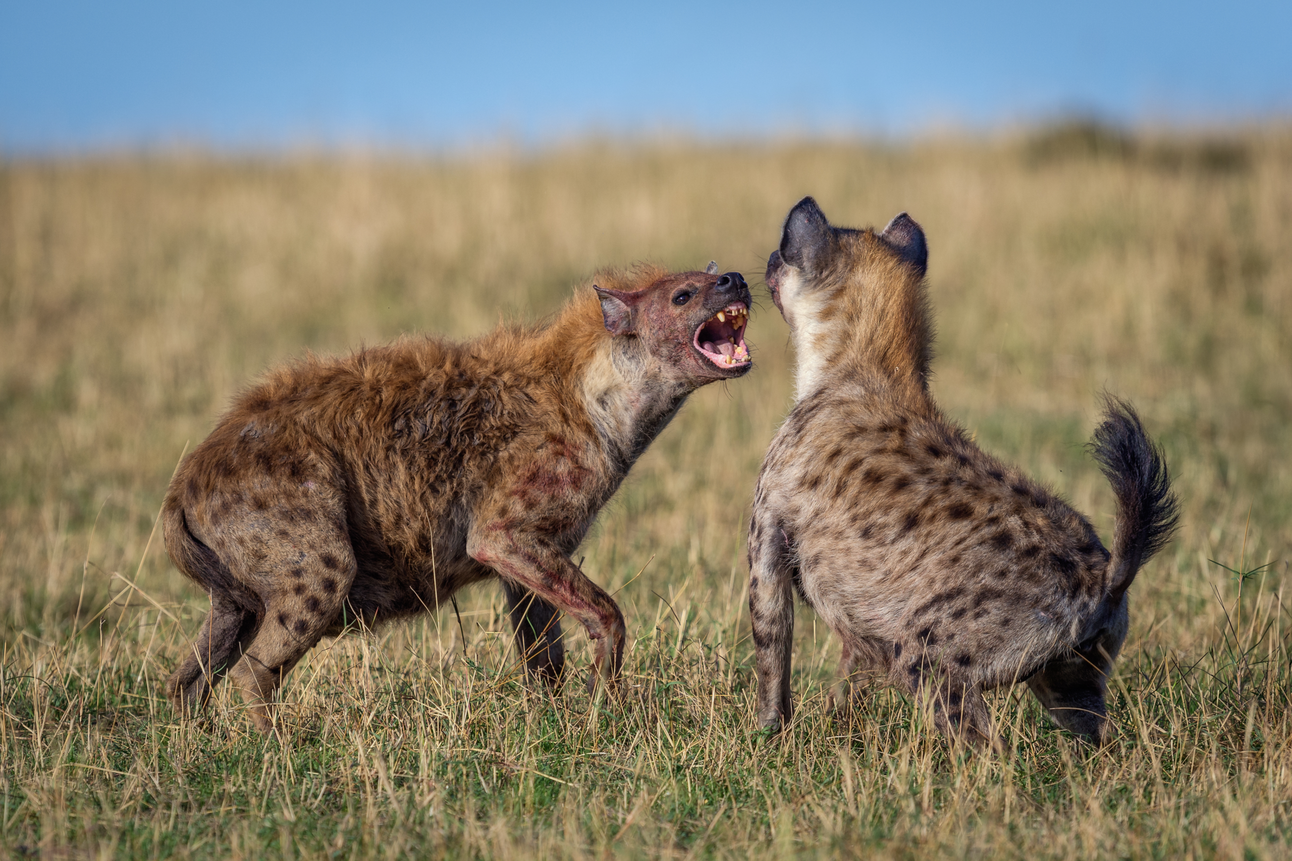 Regiert im Tierreich das Männchen oder das Weibchen?