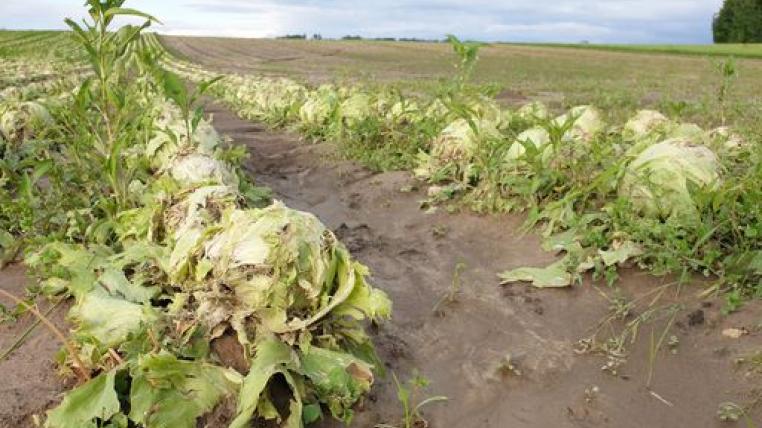 Vom Regen zerstörtes Gemüsefeld
