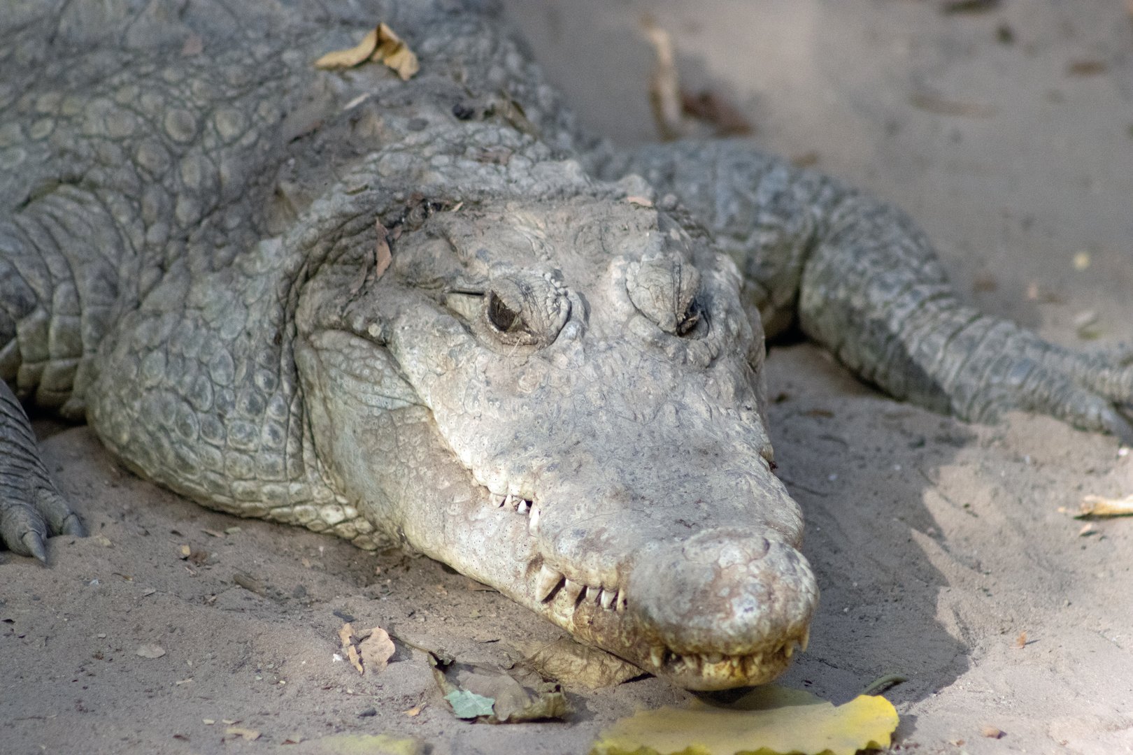 Diese Tiere haben das Überleben ohne Wasser perfektioniert
