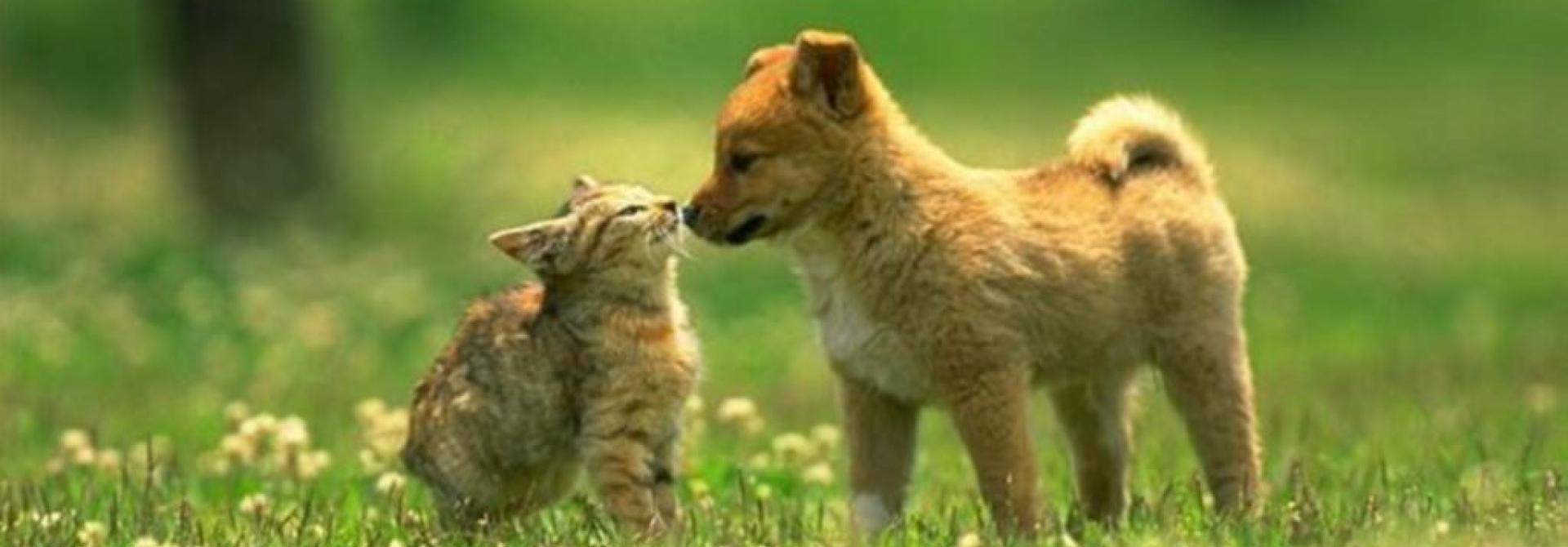 catdog.jpg