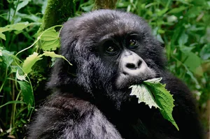 Gorillas wissen, welche Pflanzen gegen Parasiten helfen.
