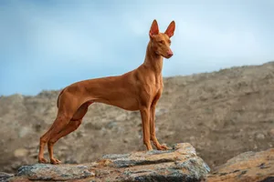 Typisch für den Pharaonenhund ist sein glattes, rotes Fell und die ungewöhnliche Fähigkeit, dass sich seine grossen Ohren bei Freude oder Aufregung sichtbar verfärben.