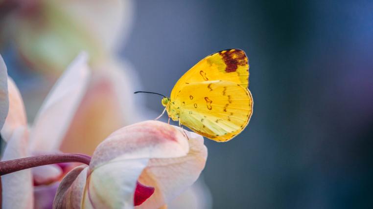 Naturgarten mit Schmetterling
