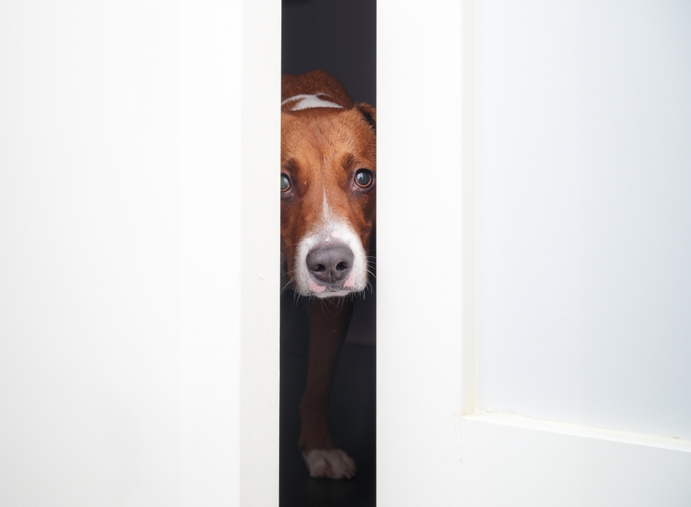 Trennungsangst beim Hund: So lernt er das Alleinsein