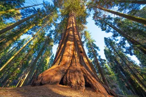 Der voluminöseste Baum der Erde heisst General Sherman und steht im Giant Forest des Sequoia-Nationalparks in der kalifornischen Sierra Nevada.