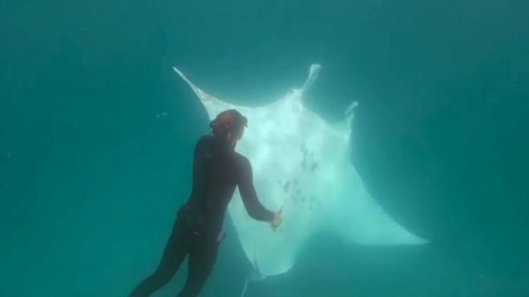 mantarochen-bittet-schnorchler-um-hilfe.jpg